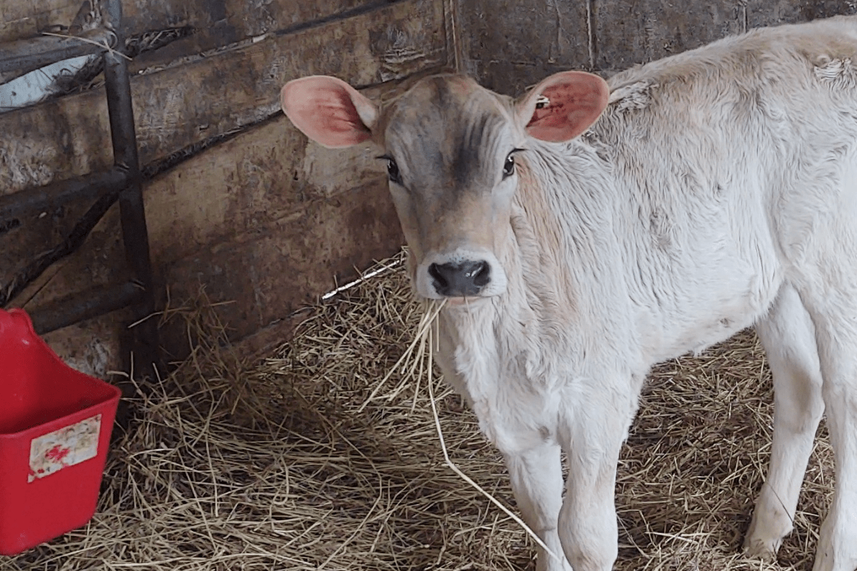 A young cow standing with hay in its mouth.