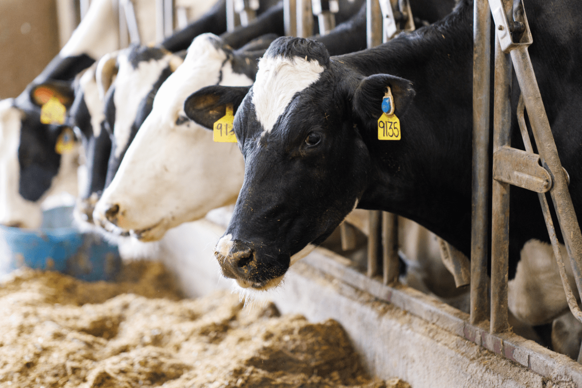 The Business of Dairy Farming