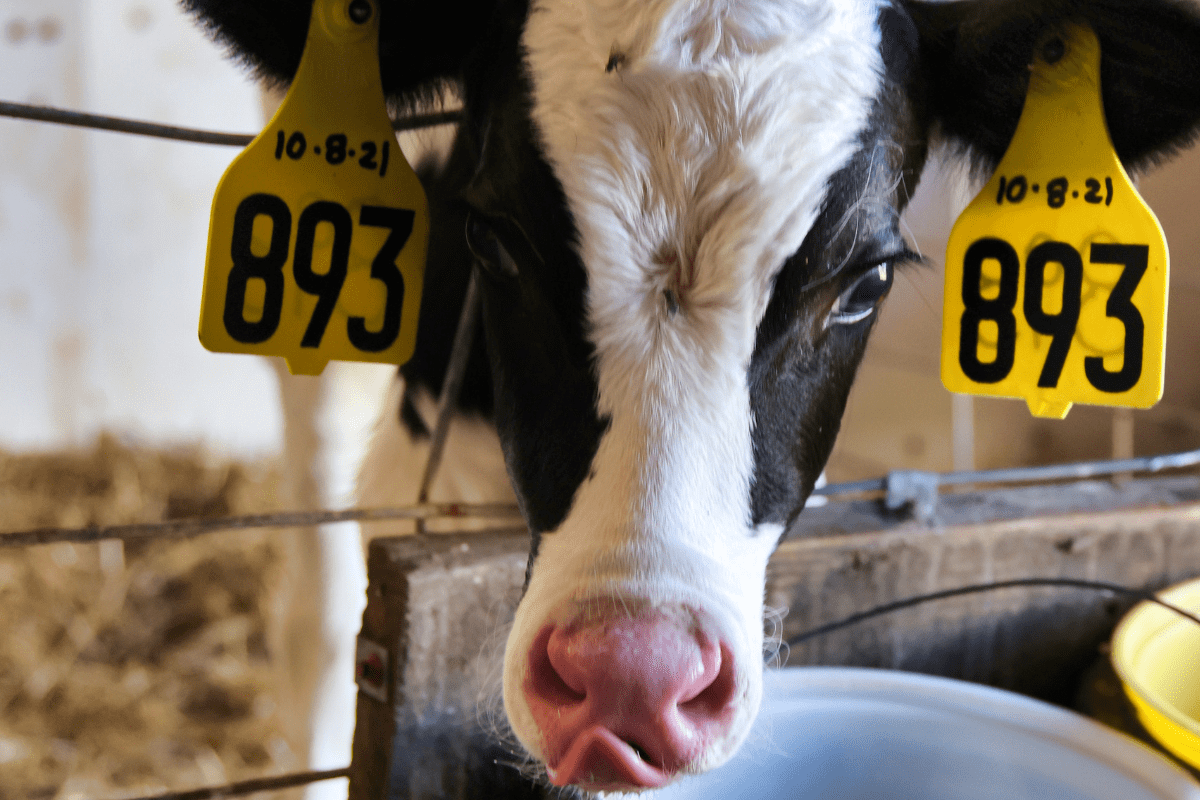 Dairy Farm Celebrates 300th Anniversary!