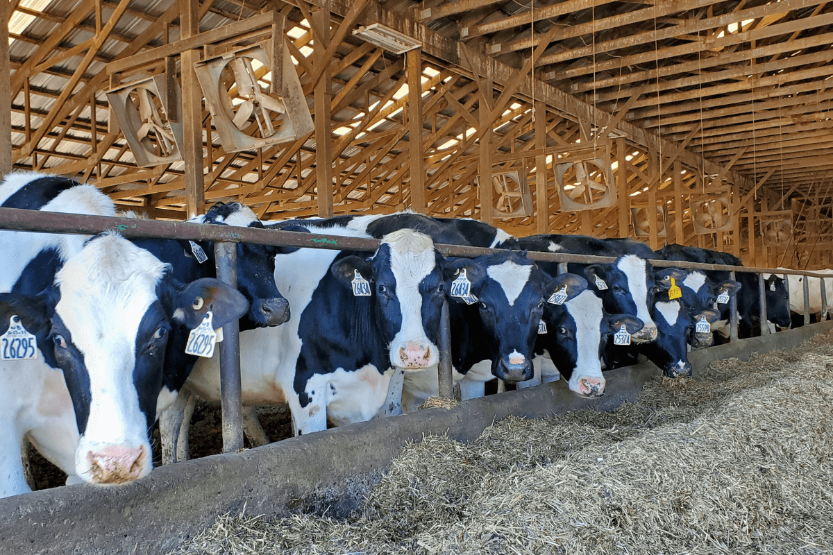 Dairy Farm Propels Growing Opportunities