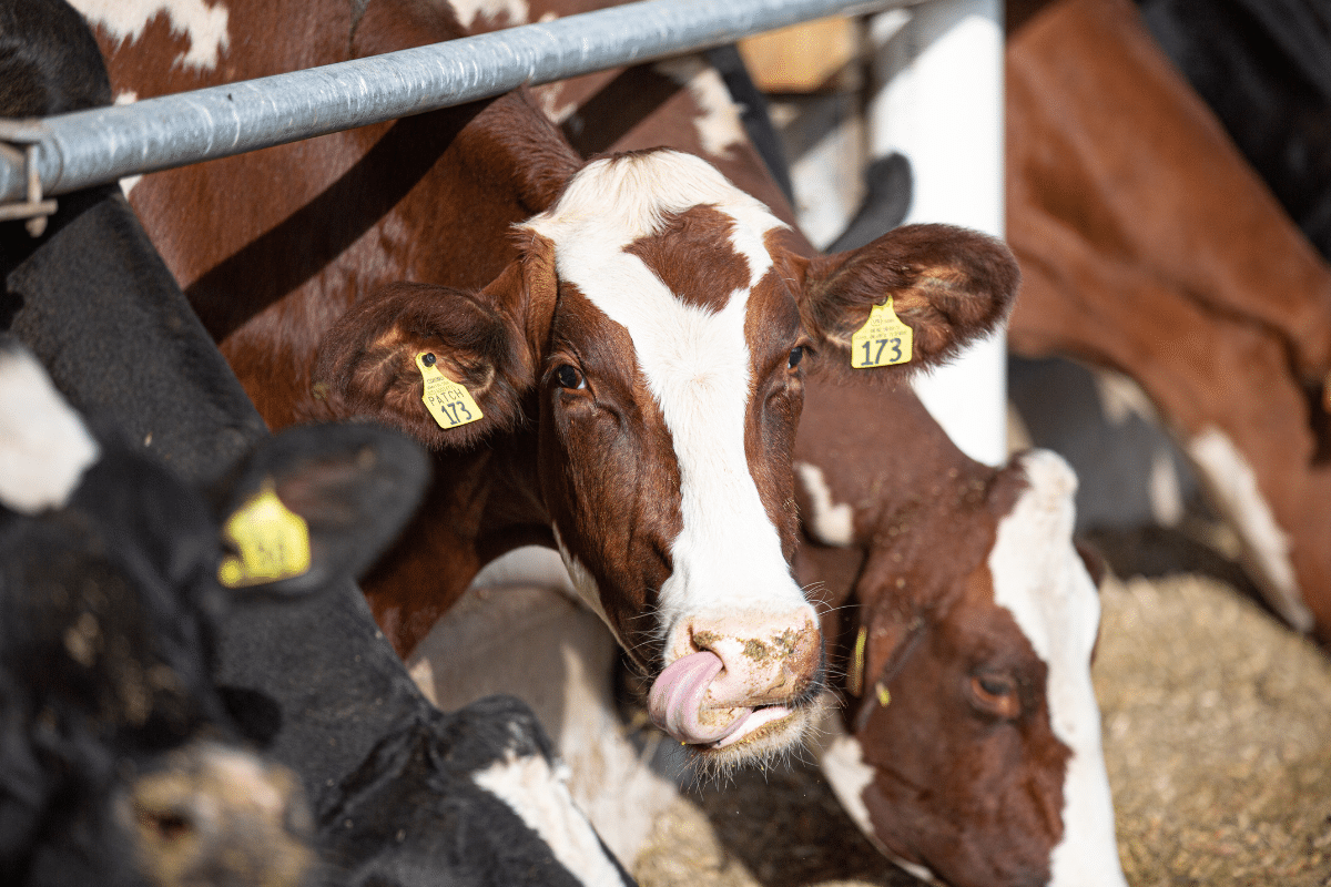 Pennsylvania Dairy Promotion Program