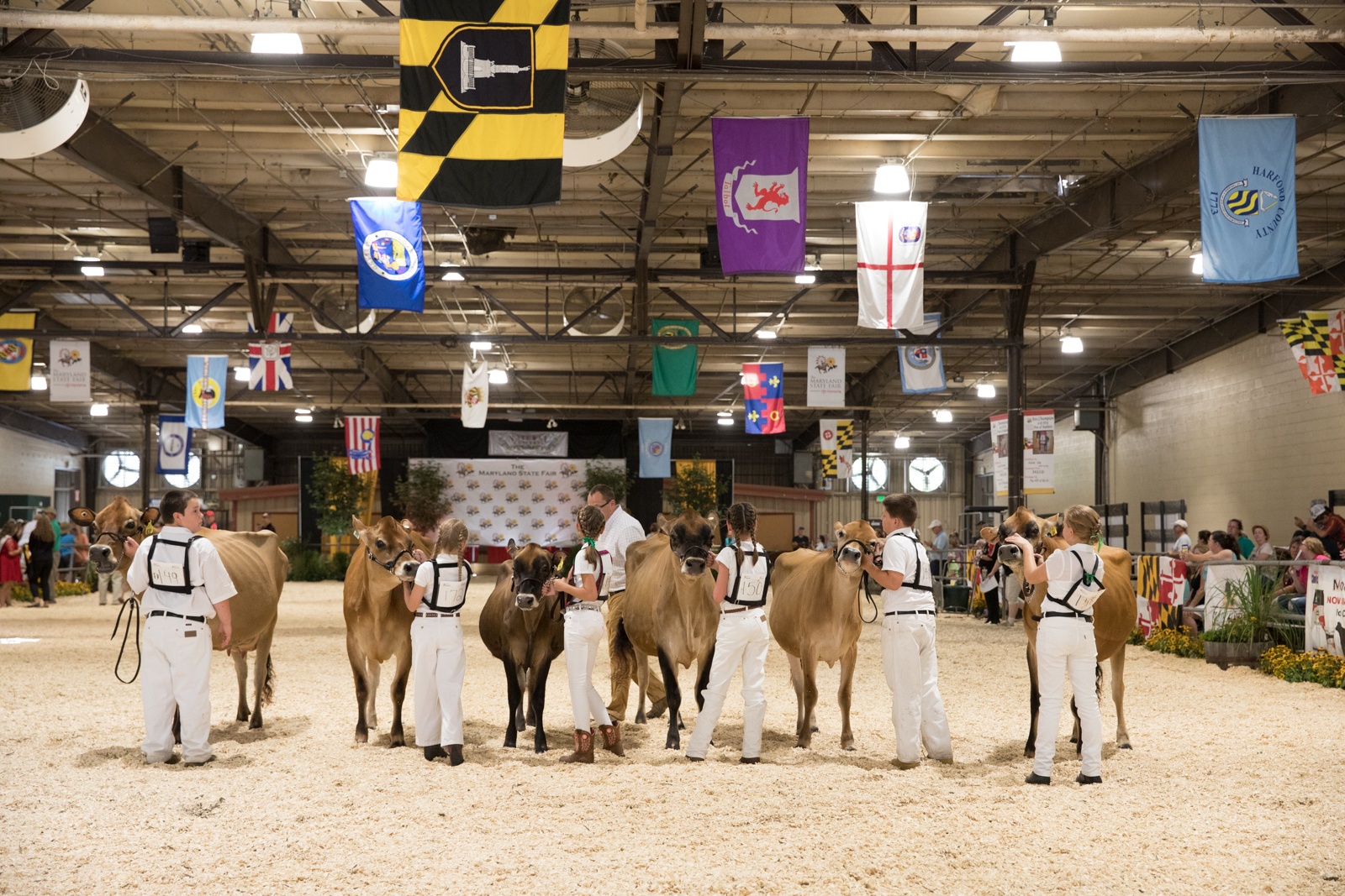Maryland State Fair Page – Dairy Cow Shows