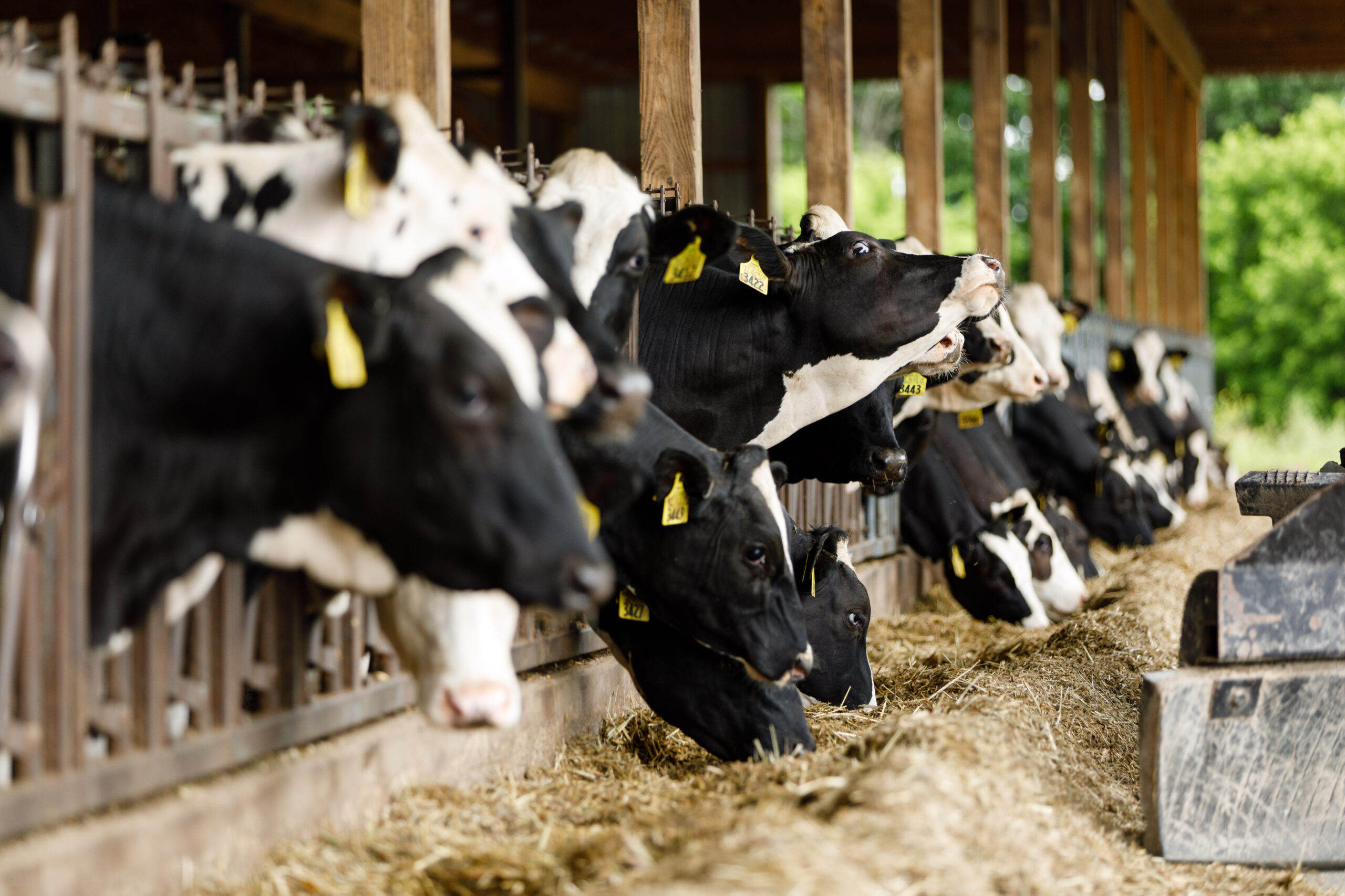 Inside a barn, a group of cows eating.