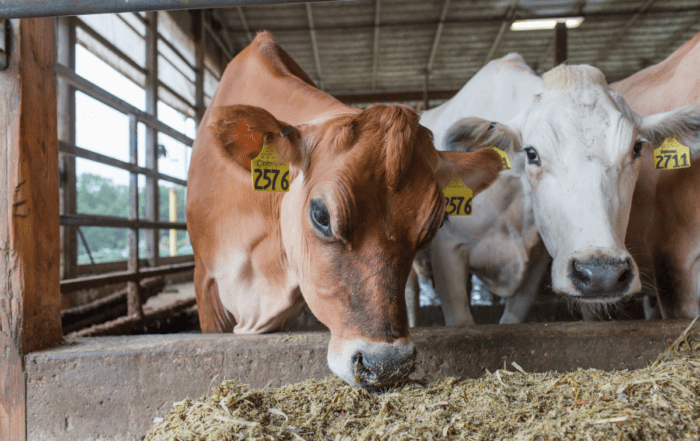 A row of cows consuming a total mixed ration inside a barn