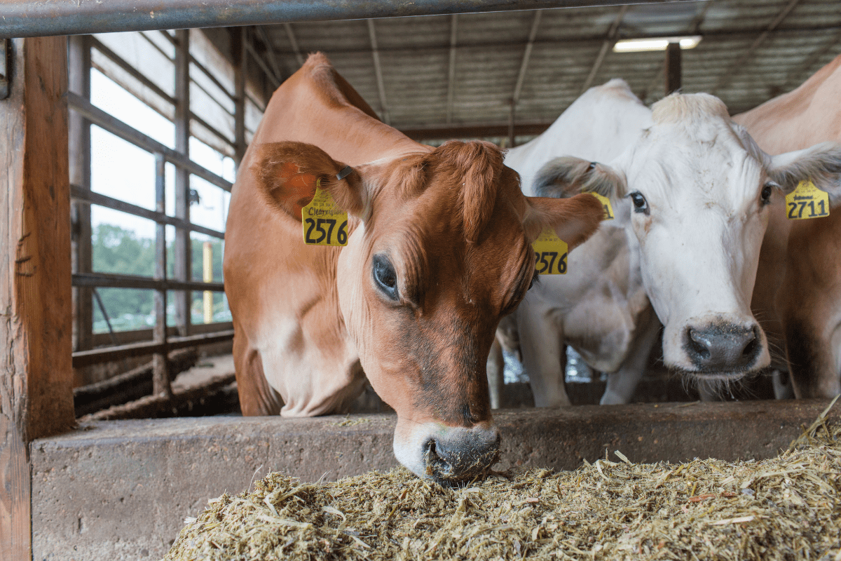 Astaxanthin supplier Astaxanthin supplier