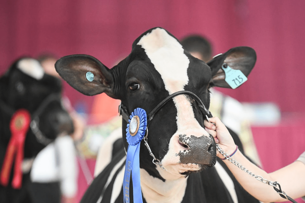 ADA North East to Share Checkoff News During AllAmerican Dairy Show