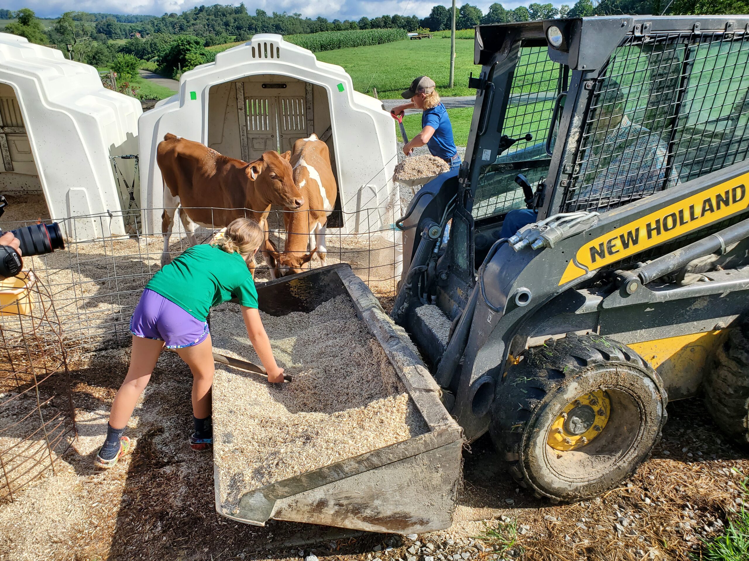 Workers on Maple Bottom Farms adding hay to a resting spot for cows.