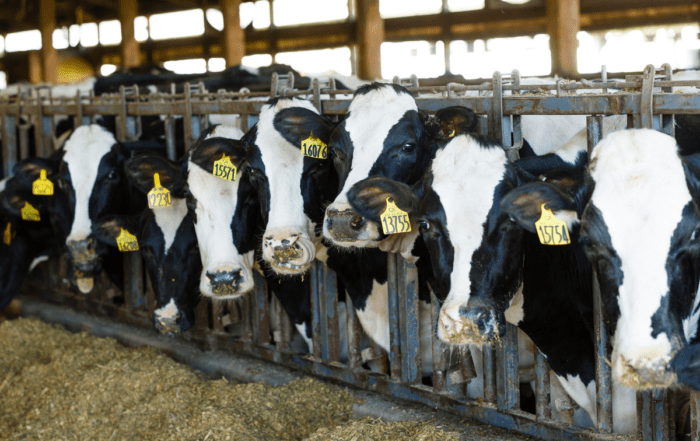 A line of cows with ear tags eating inside a barn.