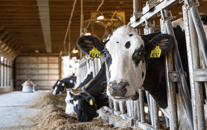 A cow with ear tags stands alongside a line of cows feeding inside a barn.