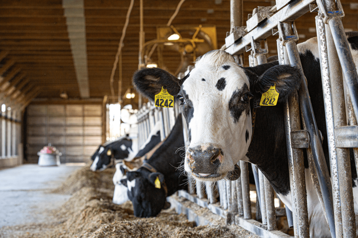 Recycling Cow Manure for Sustainability