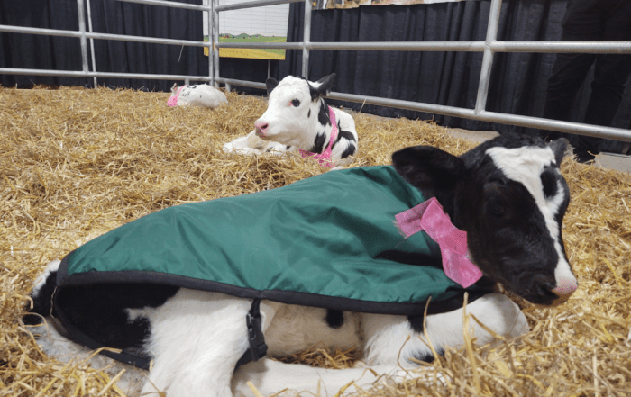 A few young calves are relaxing in a pen.