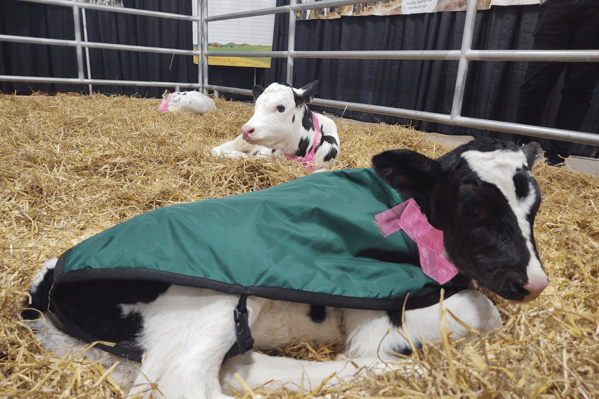 Connect with Dairy Farmers at 2024 Pennsylvania Farm Show