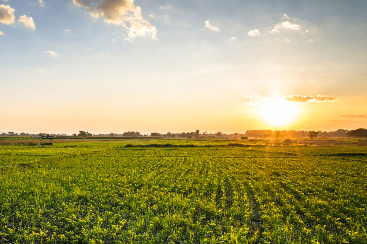 Harvesting Love: Celebrating Dairy Farmer Moms