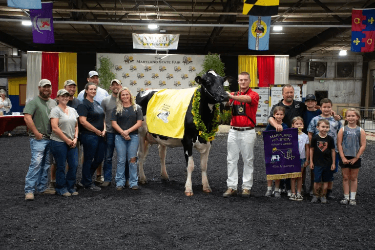 Maryland State Fair Holstein Image