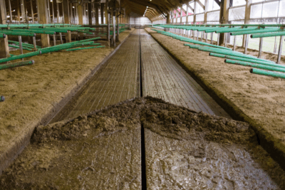 Cow Bedding Blog – 1