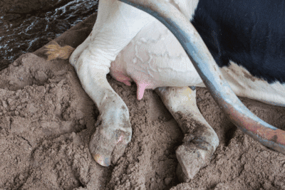 Cow Bedding Blog – 3