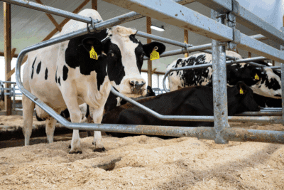 Cow Bedding Blog – 5