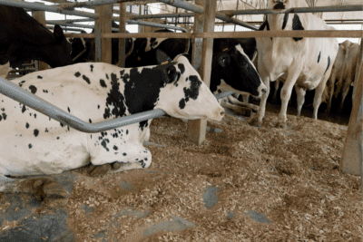 Cow Bedding Blog – 6