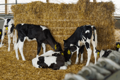 Cow Bedding Blog – 8