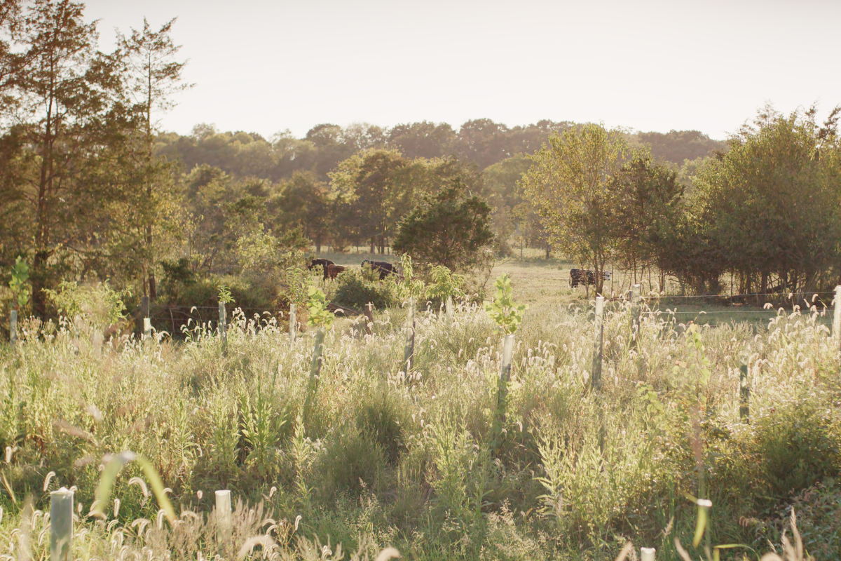 Working Together for a Healthier Bay