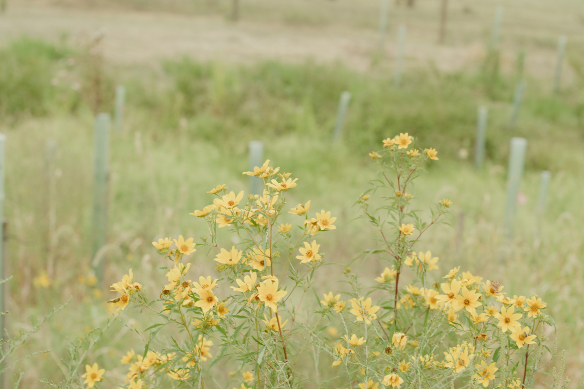 Chesapeake Bay Blog – 5